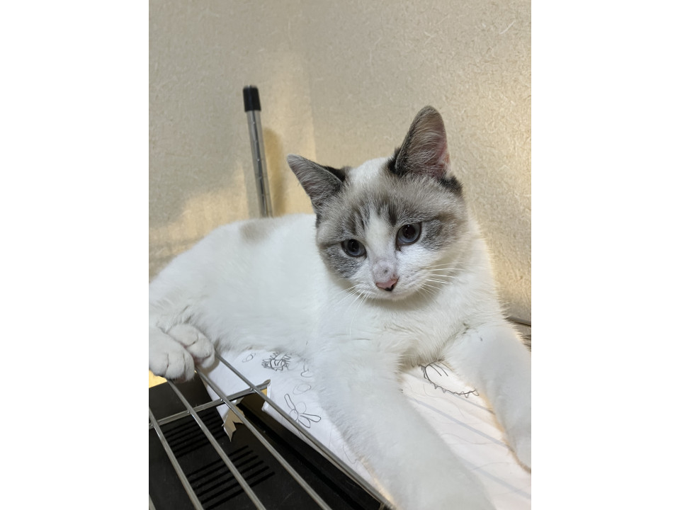 ムチムチボディ⭐︎ボブテールの女の子⭐︎