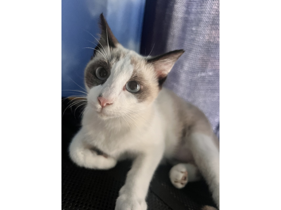 人懐っこい可愛い女の子