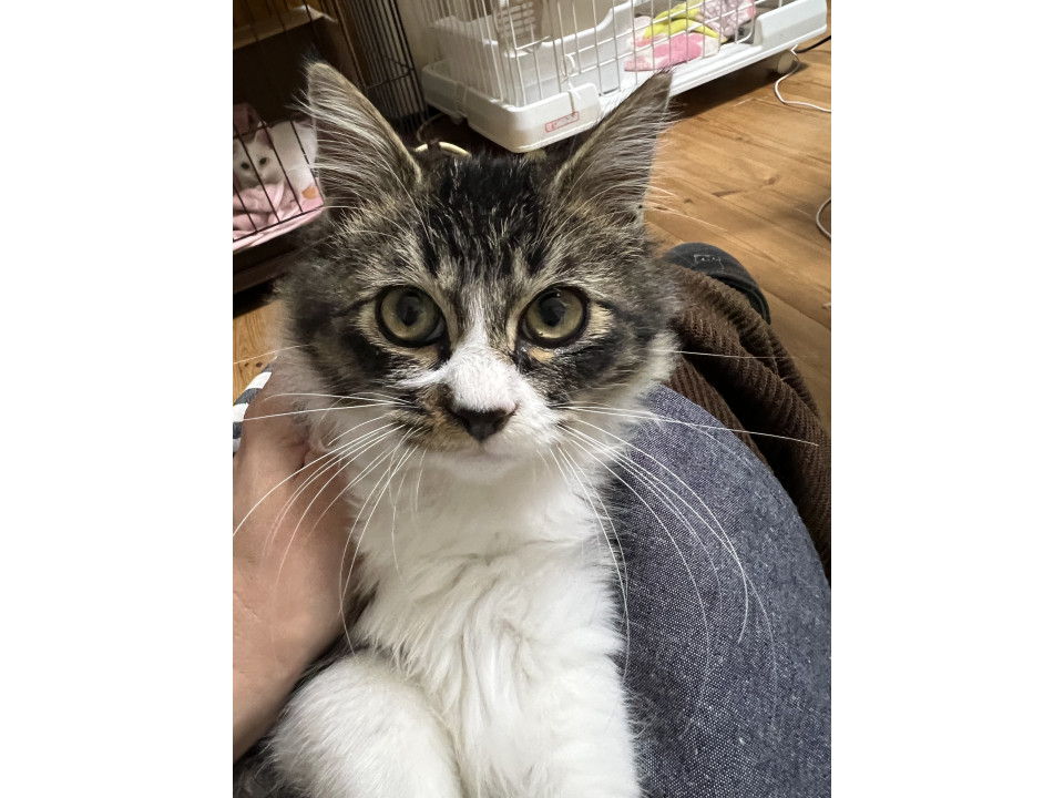 犬系！ワイルド顔のふわふわboy