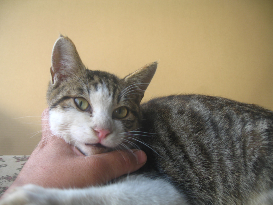 とても人懐っこい。