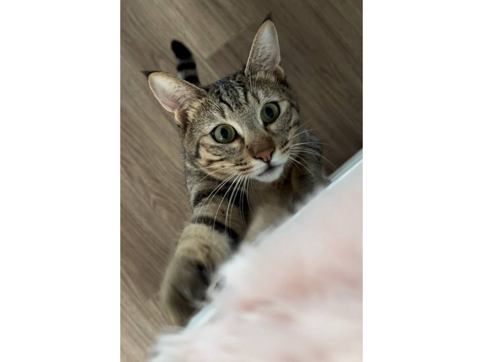 保護した母猫から生まれました！