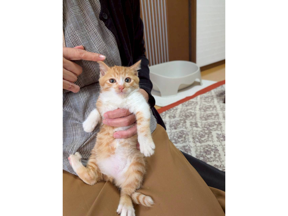 茶白の可愛いかつお君