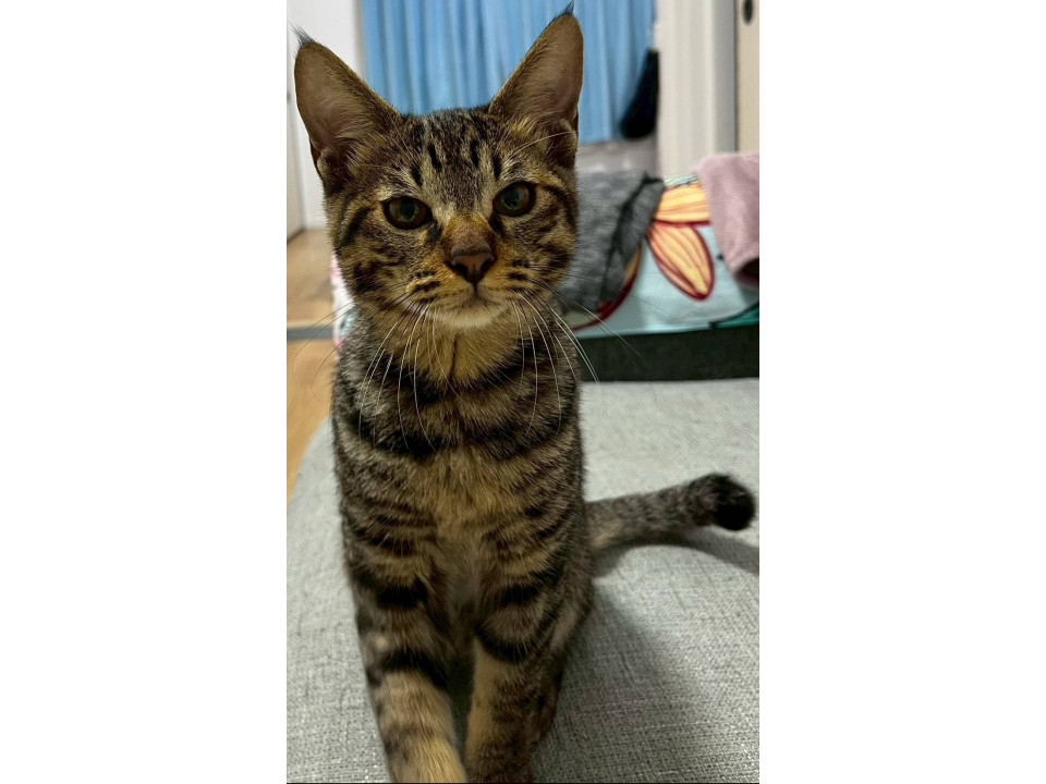 保護した母猫から生まれました！