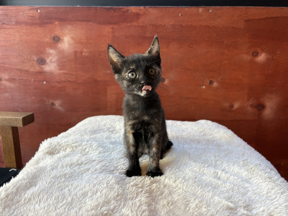 ピカソちゃん／賢い子です！