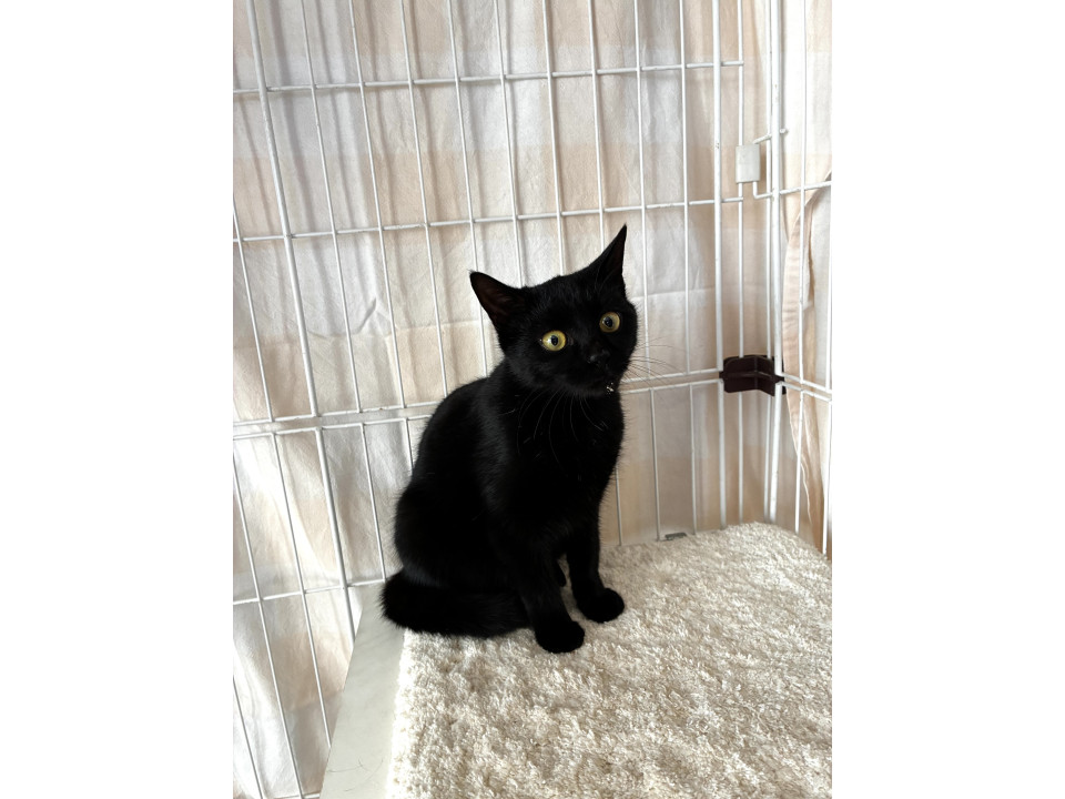 可愛い黒猫さん寂しがり屋のエルフィちゃん