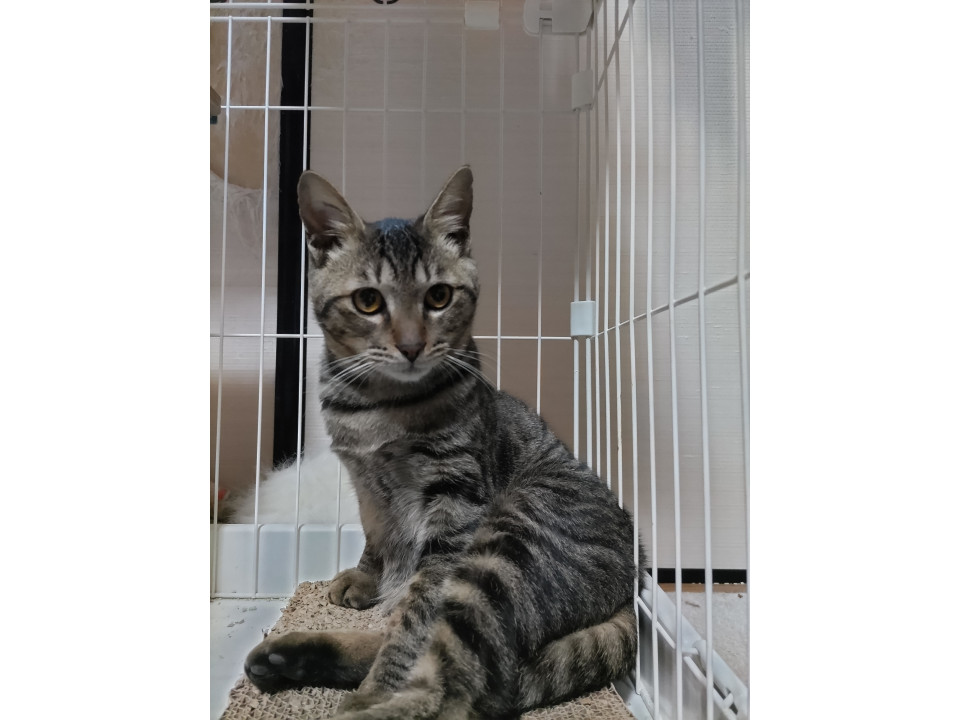 幸せつかむ鍵しっぽのロイくん！