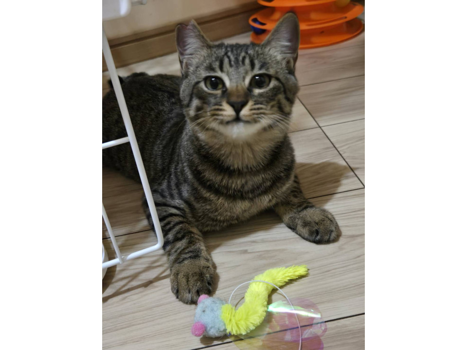 12/6譲渡会参加　キジの男の子　