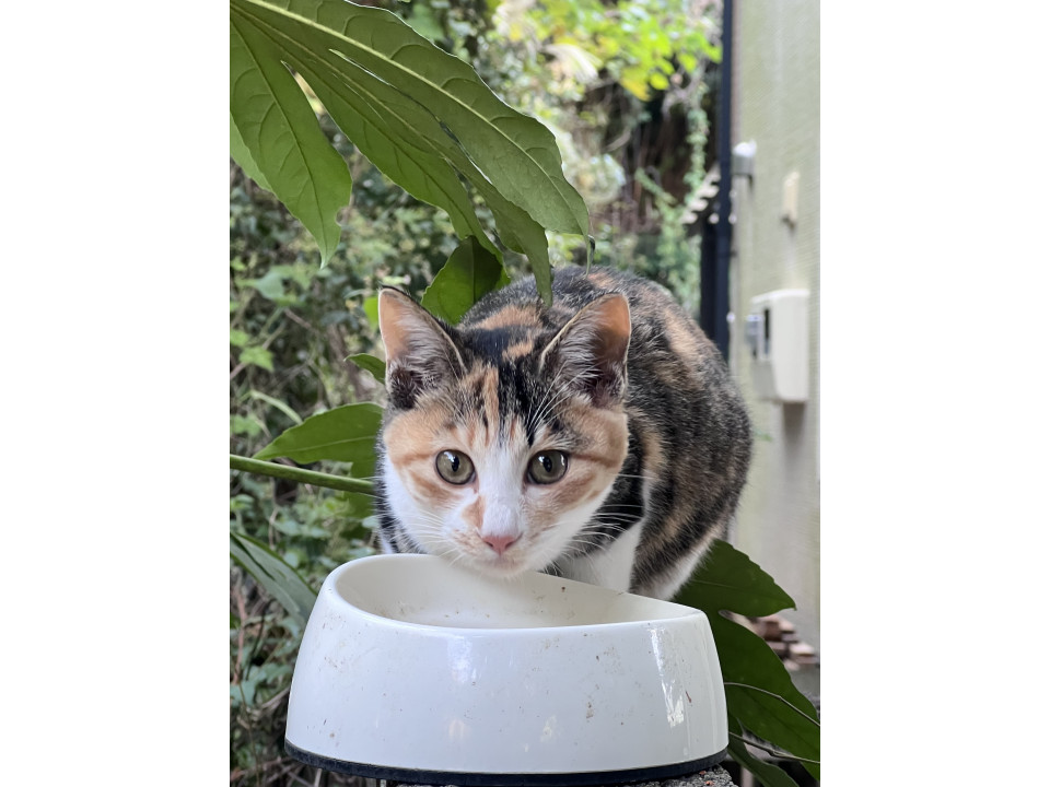 大人しい三毛猫ちゃん