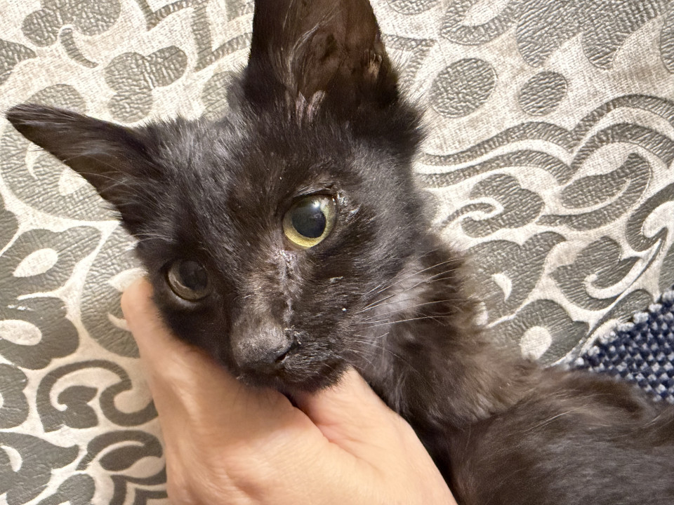 おとなしい子猫　黒の男の子