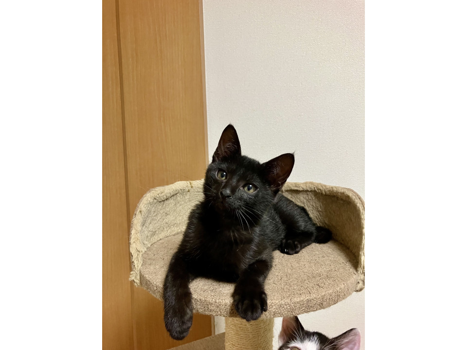 かわいい黒猫コットンくん