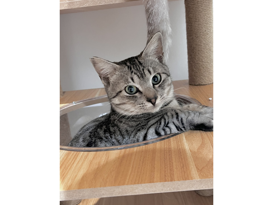 5匹の兄弟サバトラのぎんくん