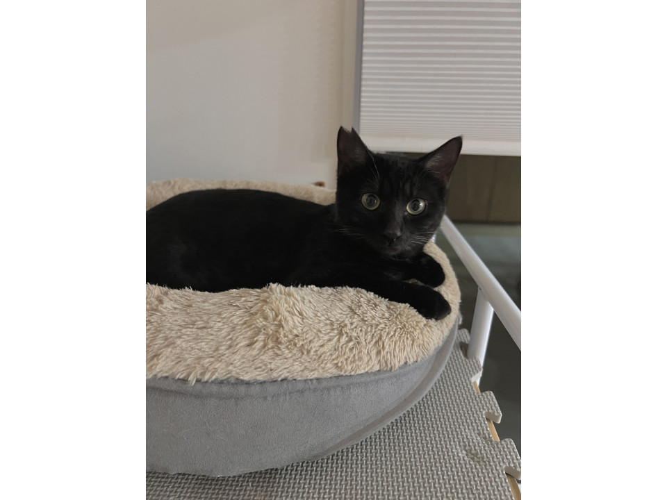 5匹の兄弟の黒猫じじくん(トラ柄あり)