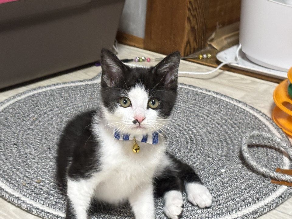 まん丸顔の兄妹たち。佑希くん