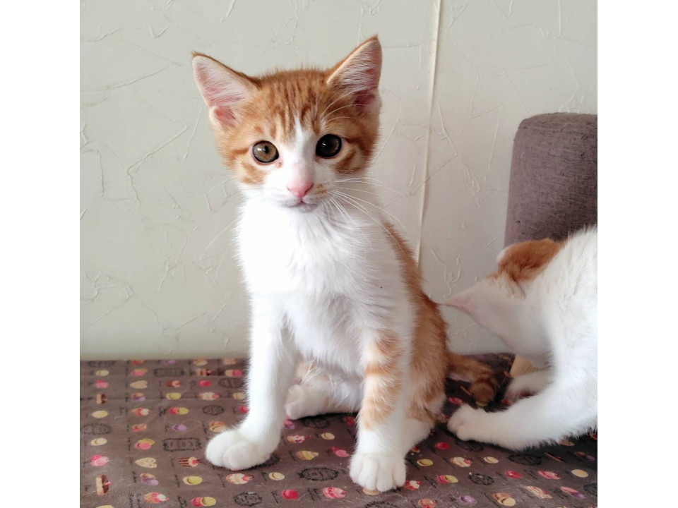 12/6譲渡会参加　茶白　男の子　翔平