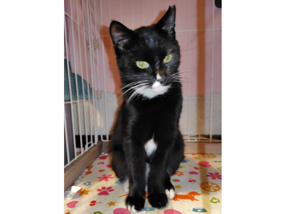 12/6譲渡会参加　黒白の男の子　甘太郎