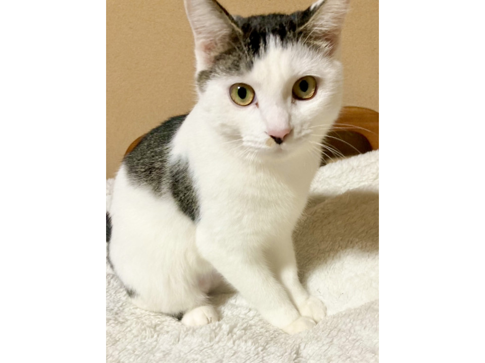 おカッパ頭の天然愛され甘えん坊ガール