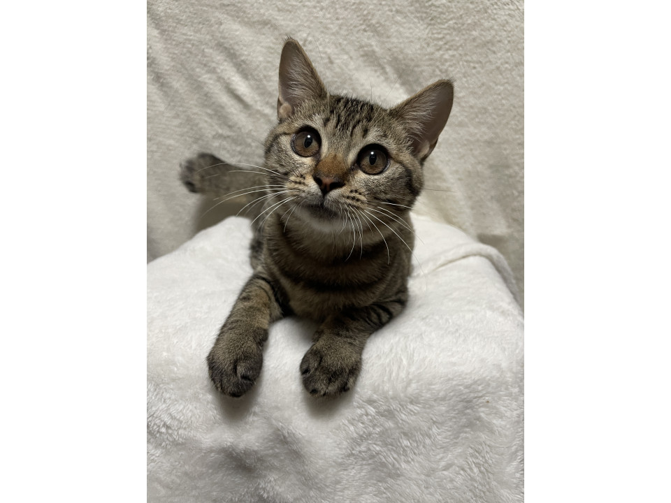 生後5ヶ月・キジトラの可愛い女の子