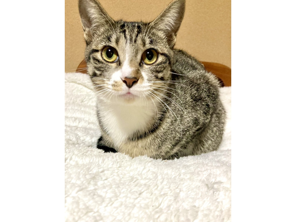 正統派美人の可愛いキジ白お嬢様