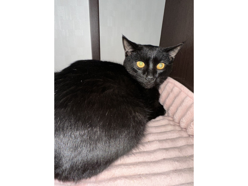 人大好きロキくん