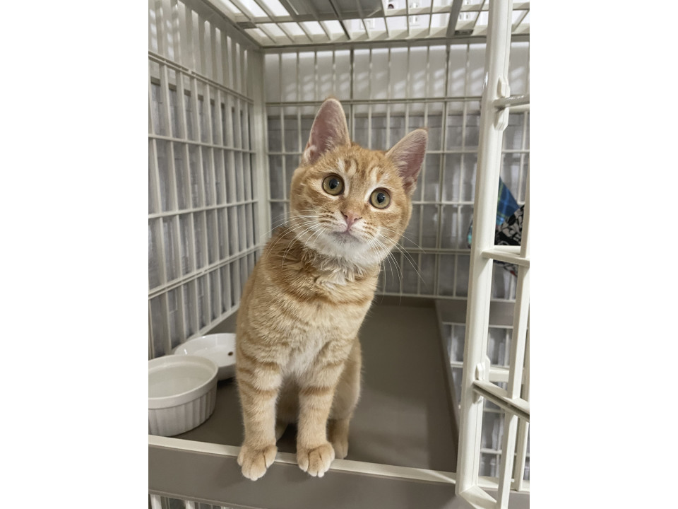 甘えん坊でお利口さんの茶トラガール♪