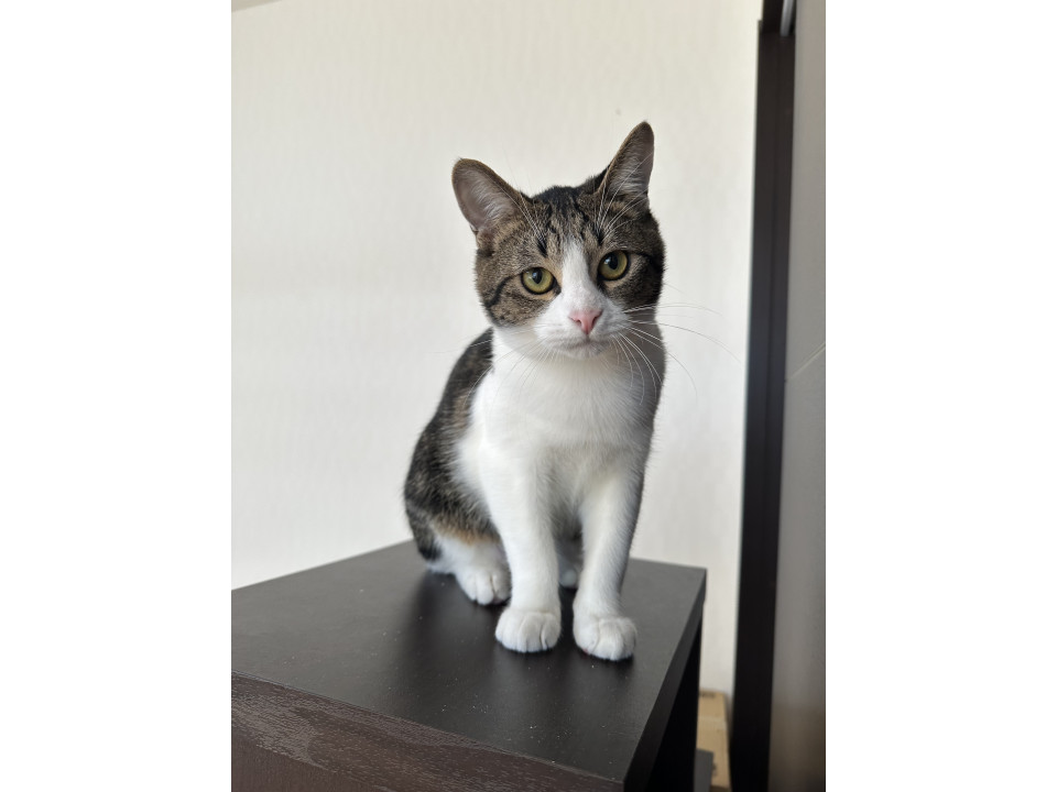 やさしいラキくん