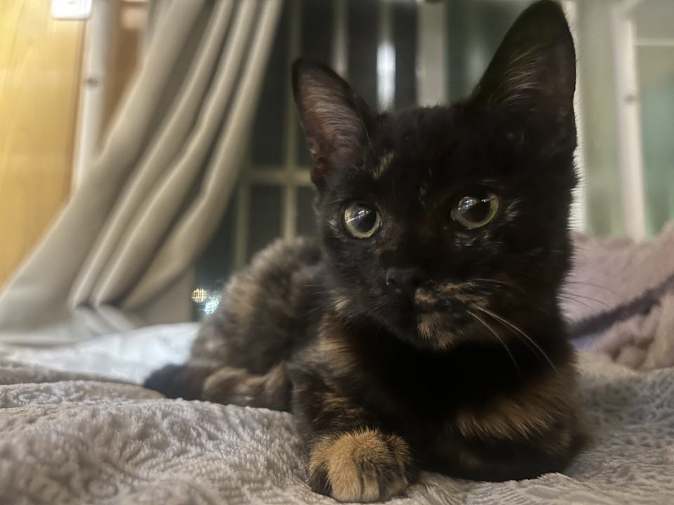 人懐っこい甘えんぼ