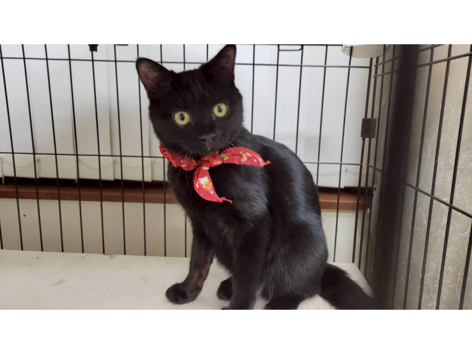 穏やかで優しい性格の黒猫の男の子