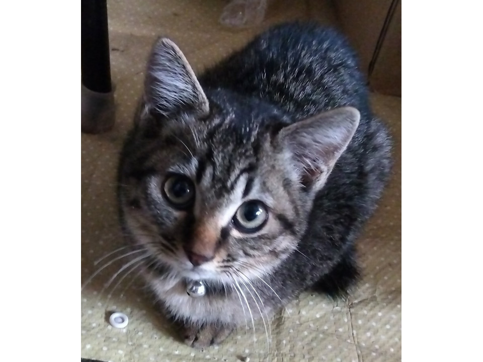 ちびっ子キジトラ君