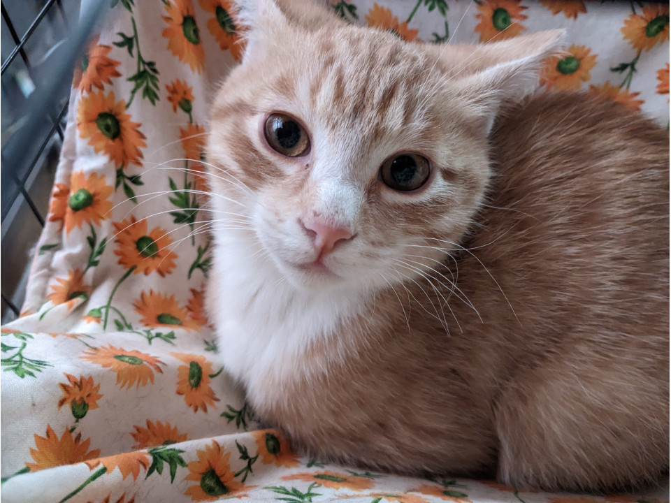 太陽！遊ぶのが大好きな茶トラ男子