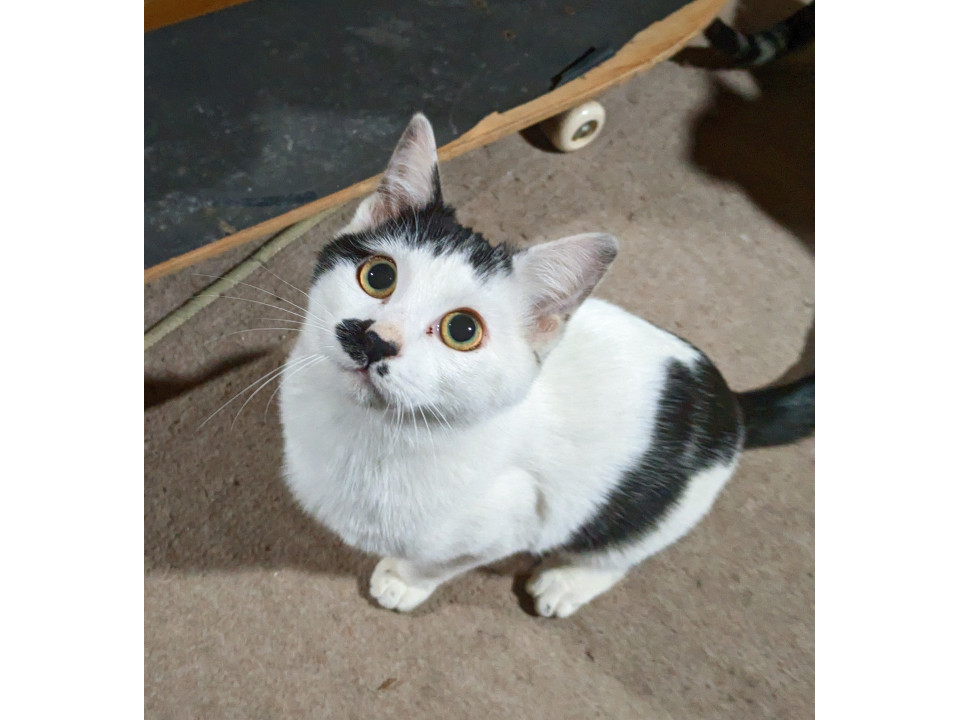 何事も一生懸命。頑張り屋のクロマメちゃん