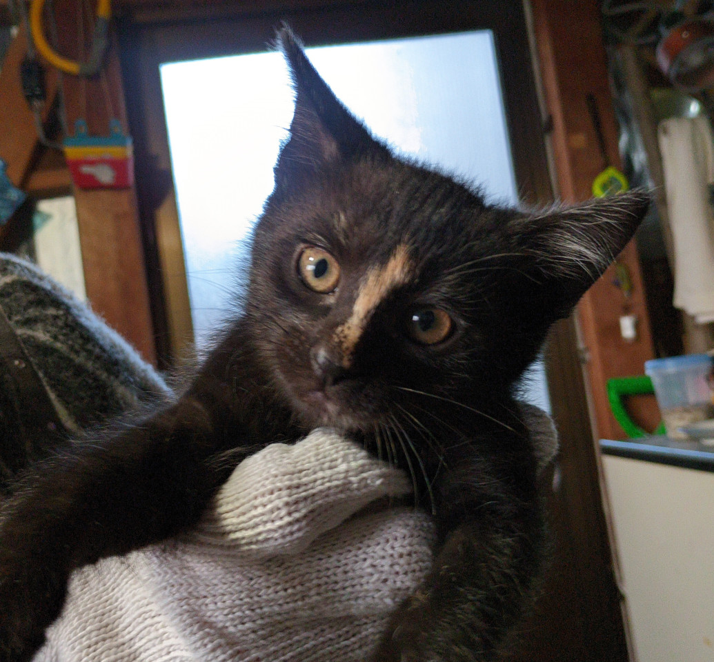 俊足！珍しい毛色のセンちゃん