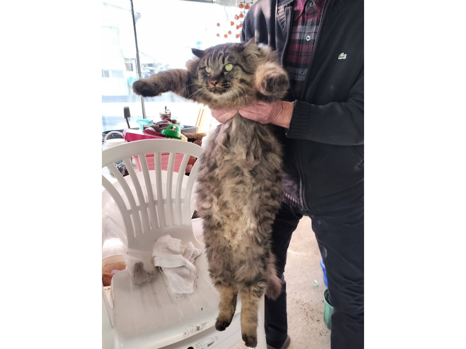 巨大‼️フサフサ君(性格良し)