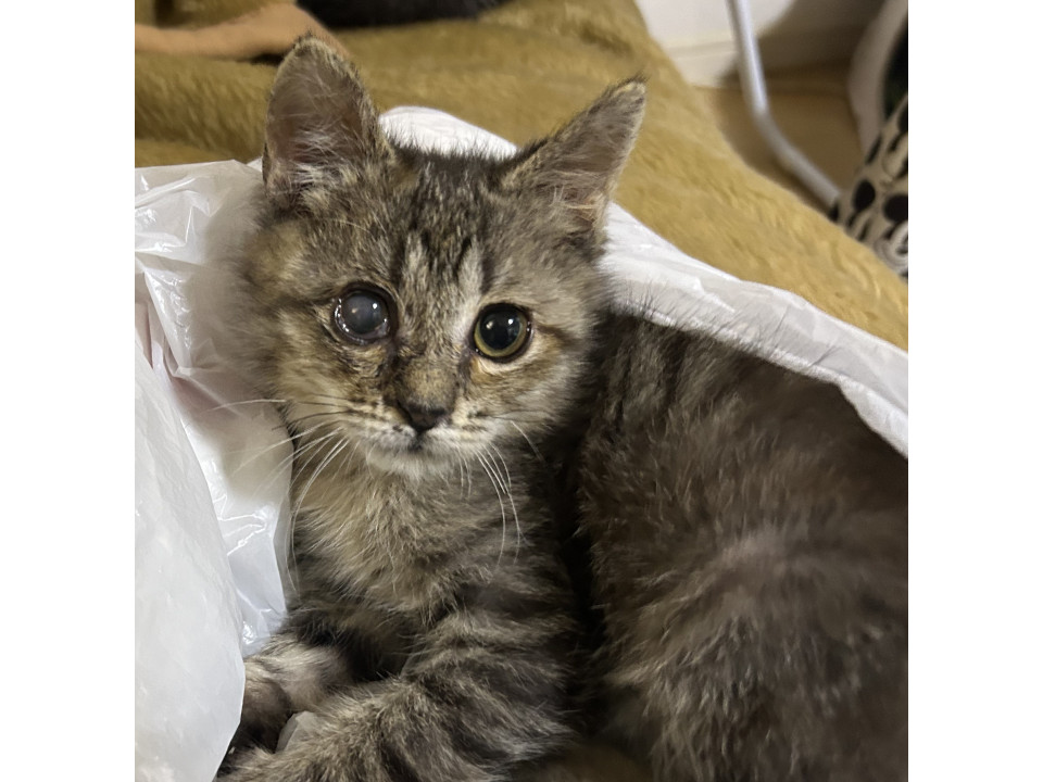 元気なちびっこキジトラちゃん