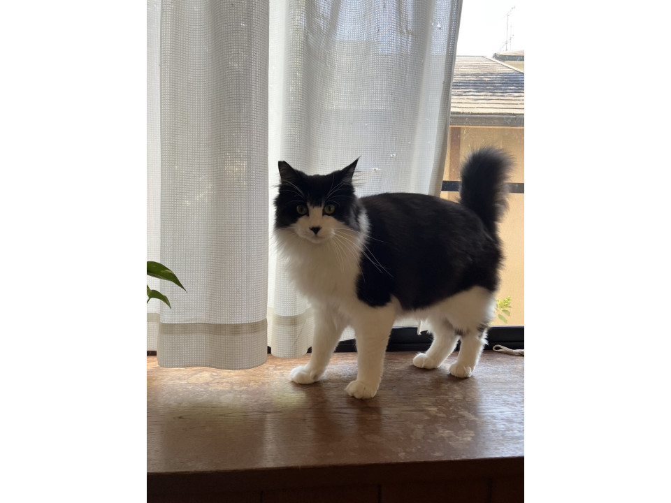 かわいいハチワレ・もふもふ1歳 オス♂