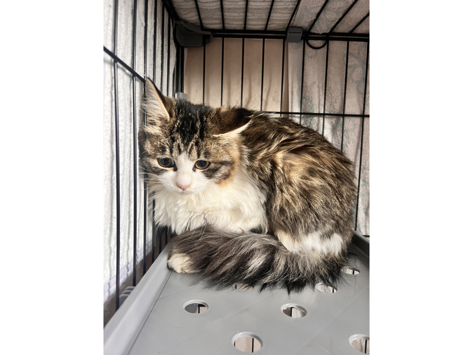 長毛の美人さん