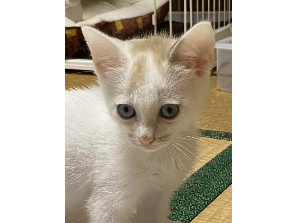 ブルーアイのイケニャン