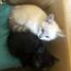 sayuri6228さんの猫