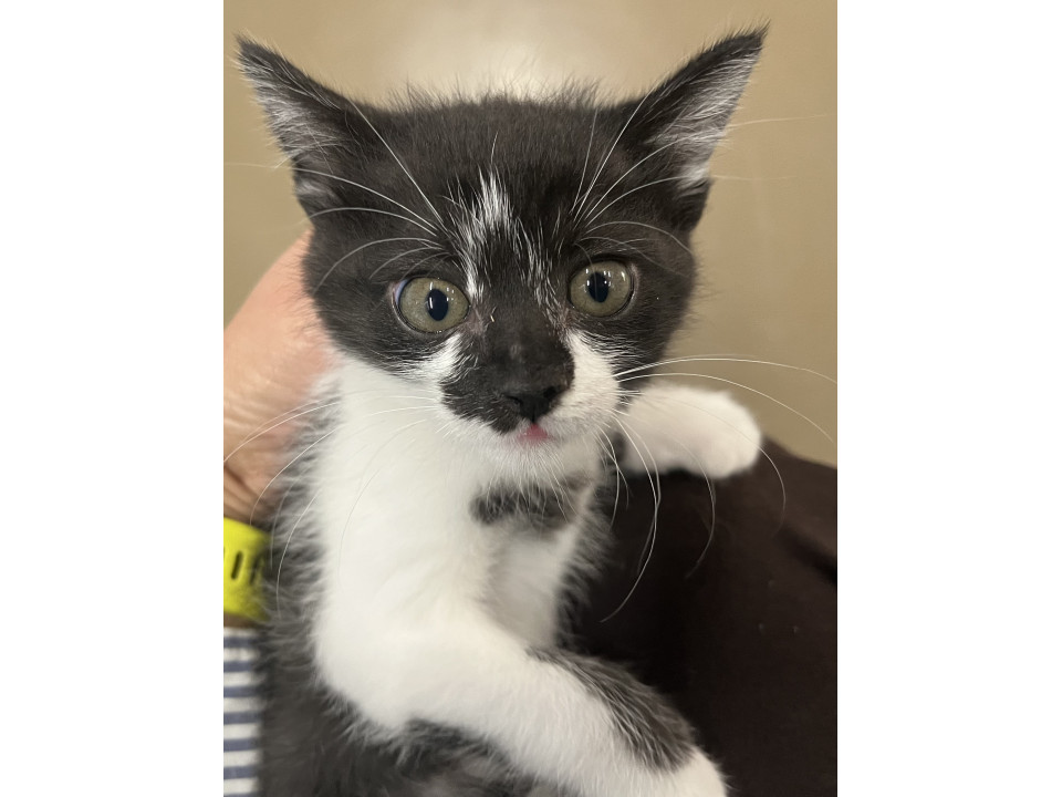 動画あり亀さんと仲良し譲渡会参加予定