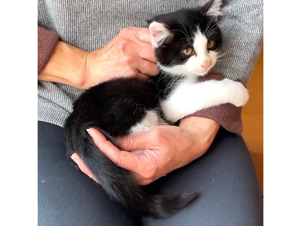 尾長な白黒ハチワレくん