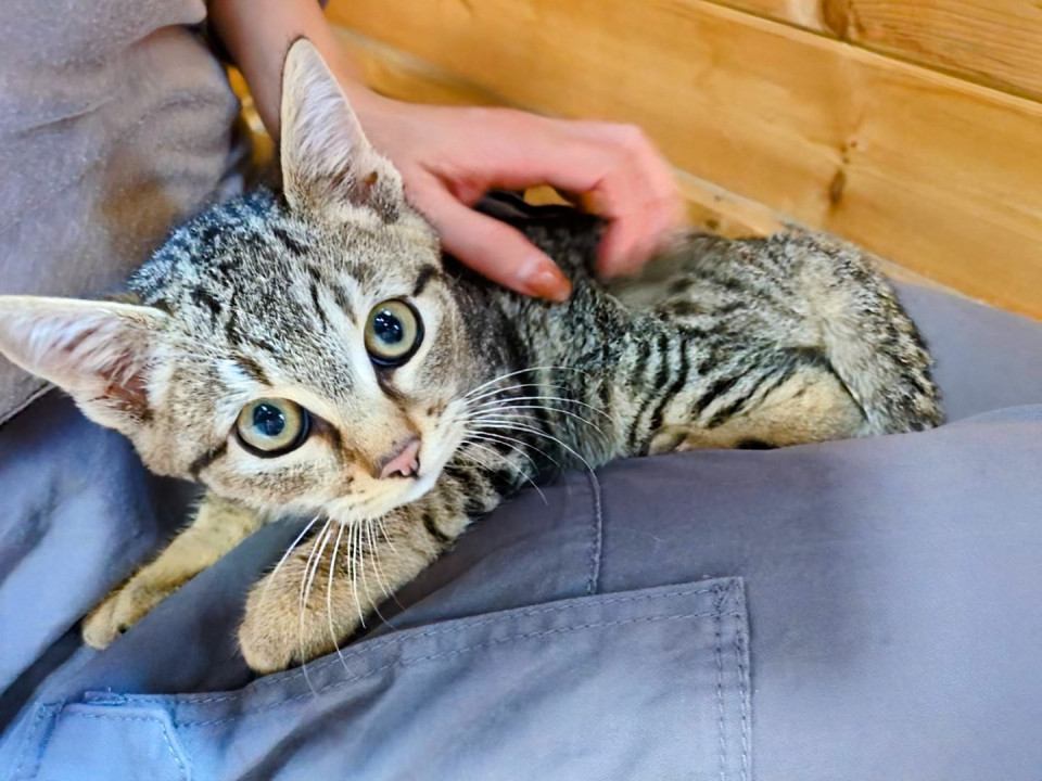 キジトラ男の子♂生後3か月弱