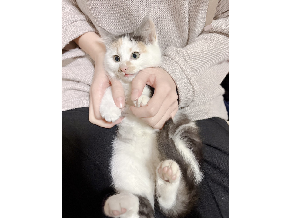 猫]秋田県山本郡三種町の里親募集 おてんばな三毛猫の女の子