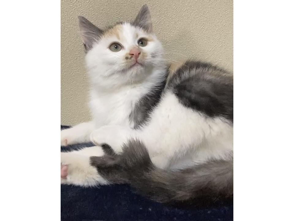 猫]秋田県山本郡三種町の里親募集 おてんばな三毛猫の女の子