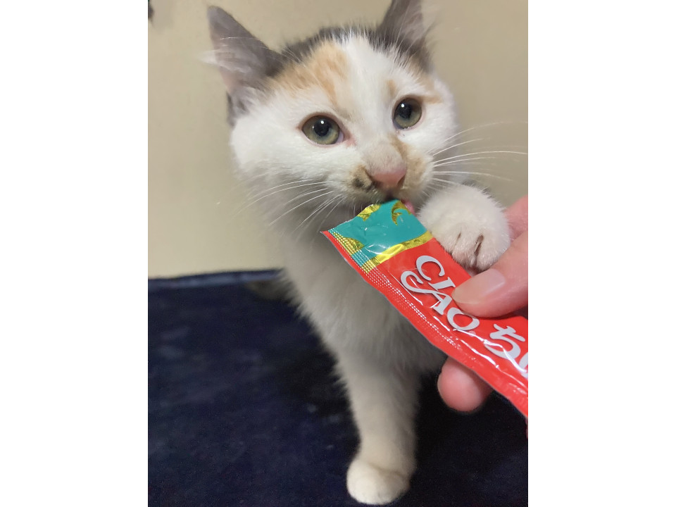 猫]秋田県山本郡三種町の里親募集 おてんばな三毛猫の女の子