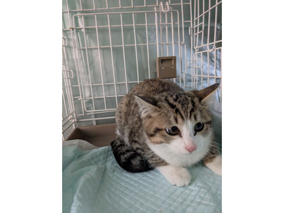 生後2カ月程度キジ白メス猫ちゃん