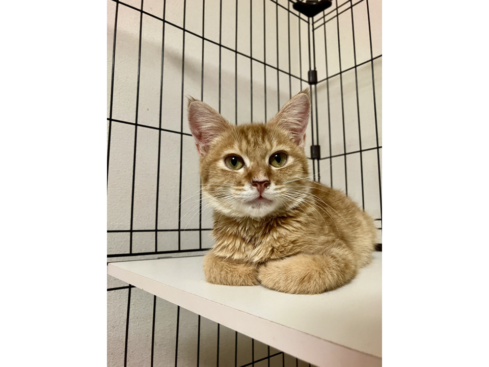 ふわふわ茶虎のレオンくん