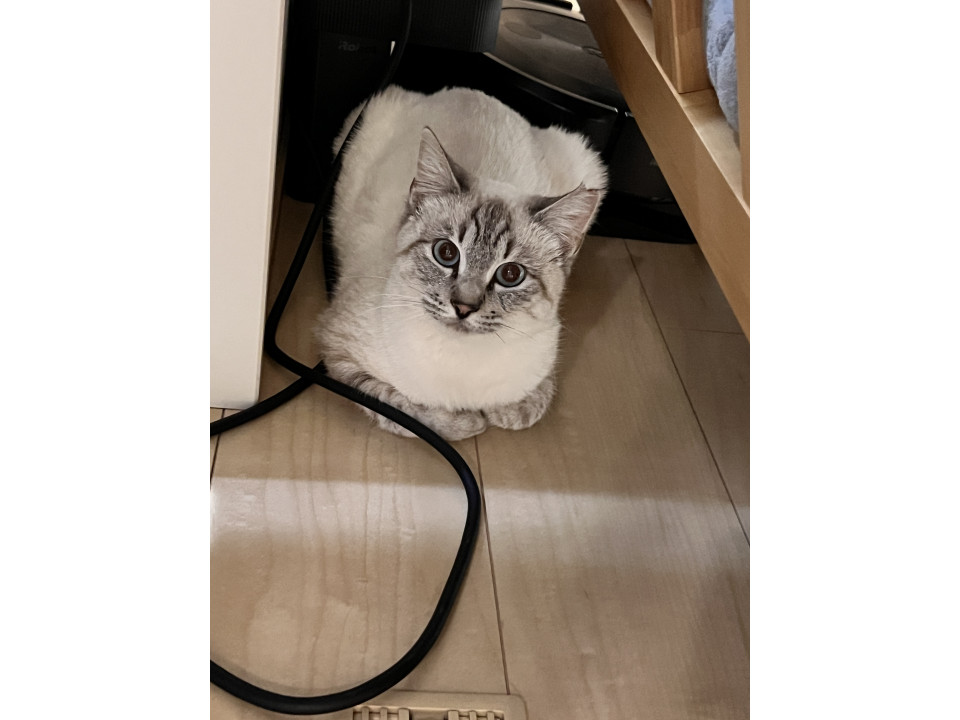 シャムミックスのそらちゃん(5人兄弟)