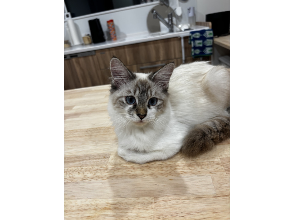 シャム系長毛メロちゃん