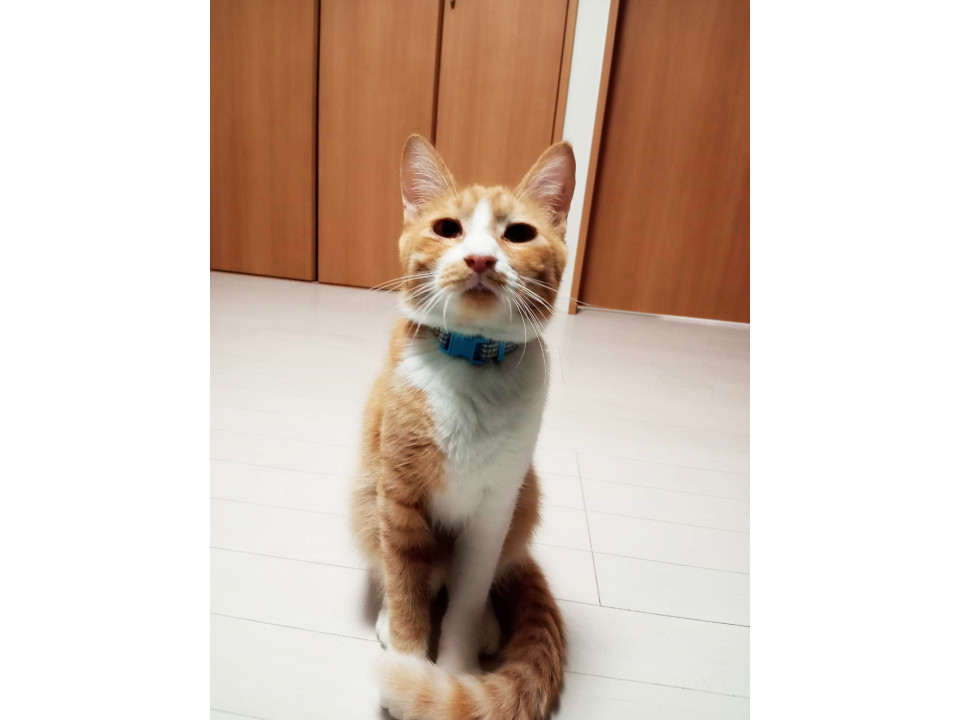 猫]東京都府中市の里親募集 不器用な茶白猫兄妹,ちょろぎ♂7ヵ月半