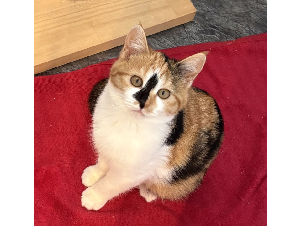 ♡三毛猫♡さん専用 猫]香川県高松市の里親募集 ゴロゴロ三毛猫さざえちゃん♡