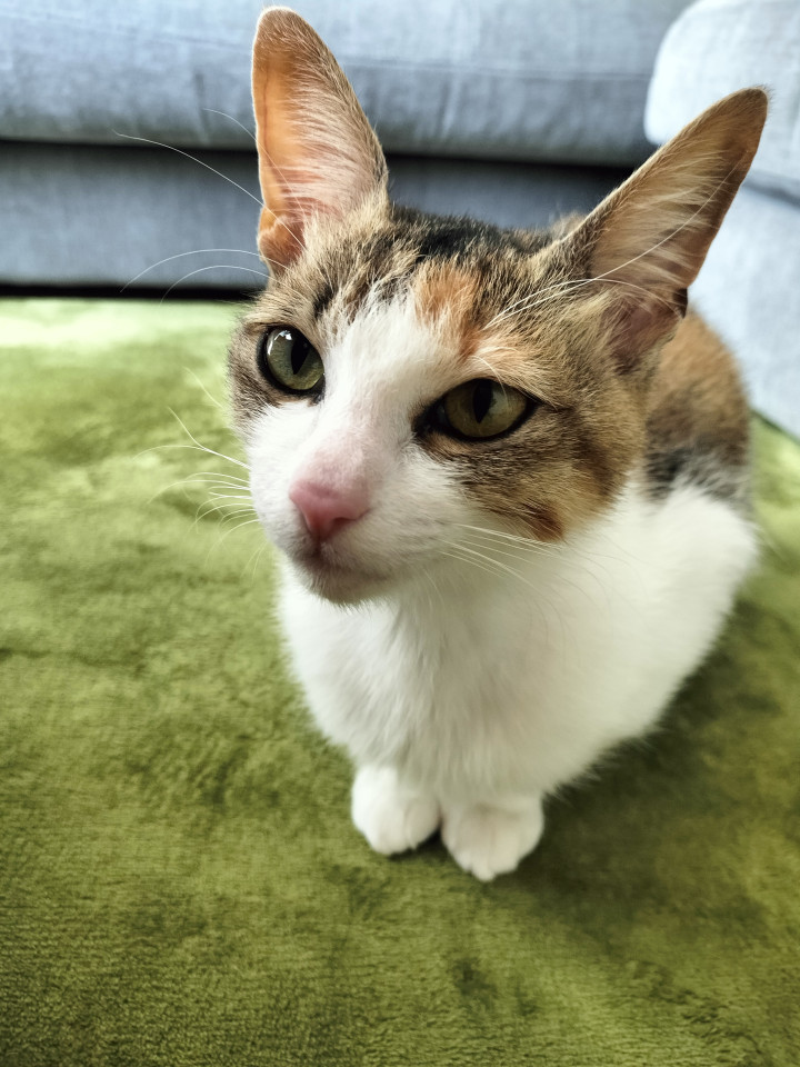 人懐っこい美人三毛猫